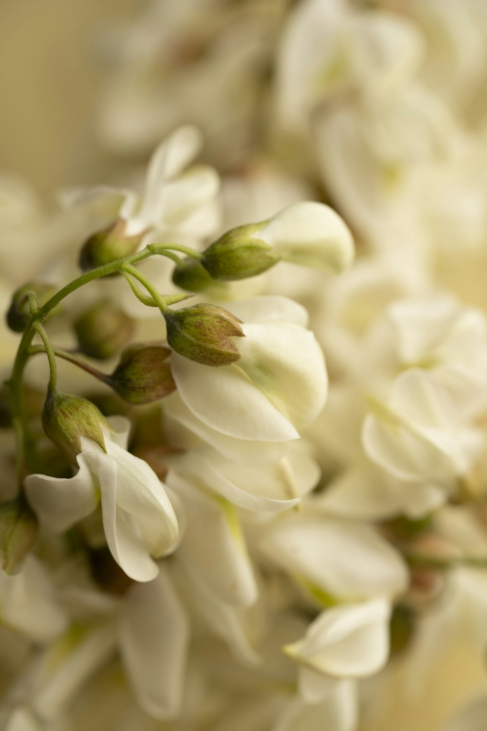 a close up of a bunch of white flowers