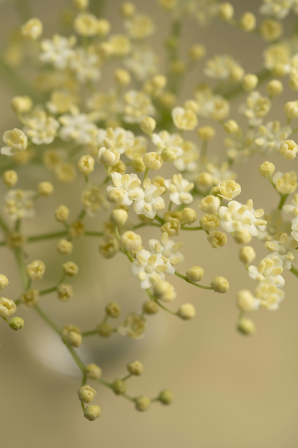 a bunch of small white flowers in a vase