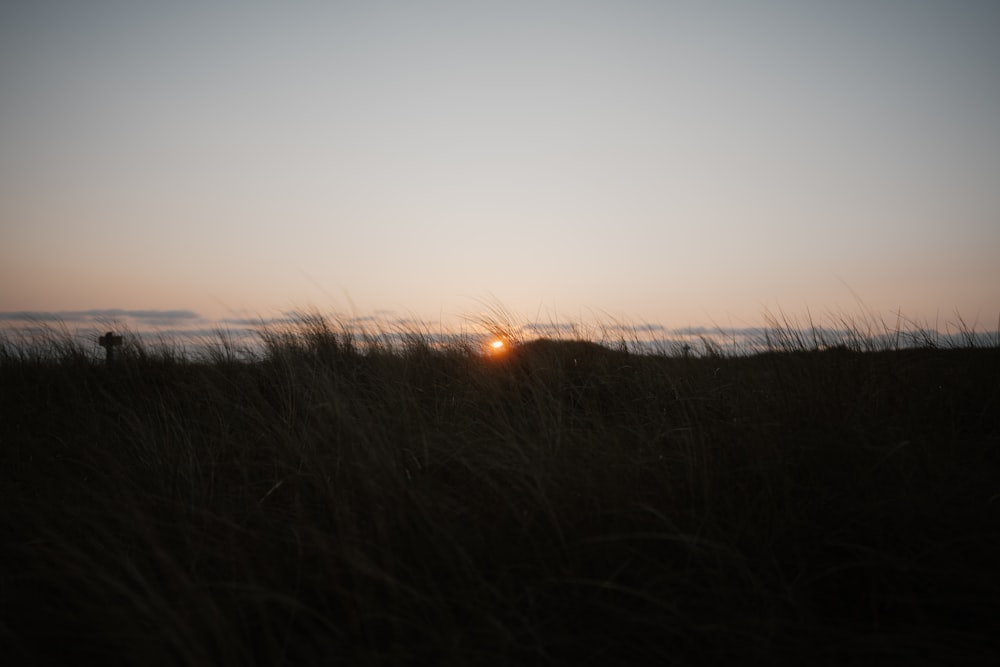 the sun is setting over a field of tall grass