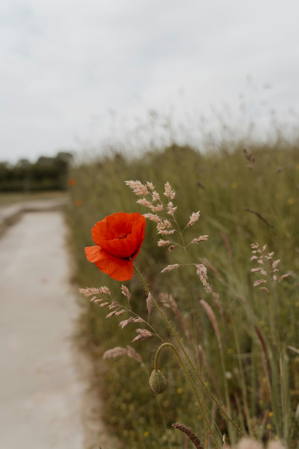 a red flower in the middle of a field