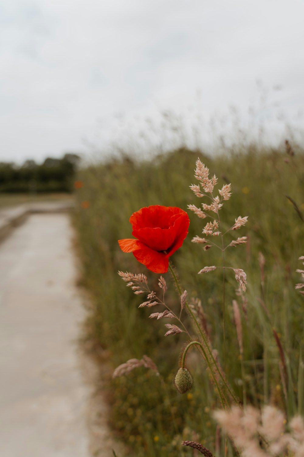 a red flower in the middle of a field