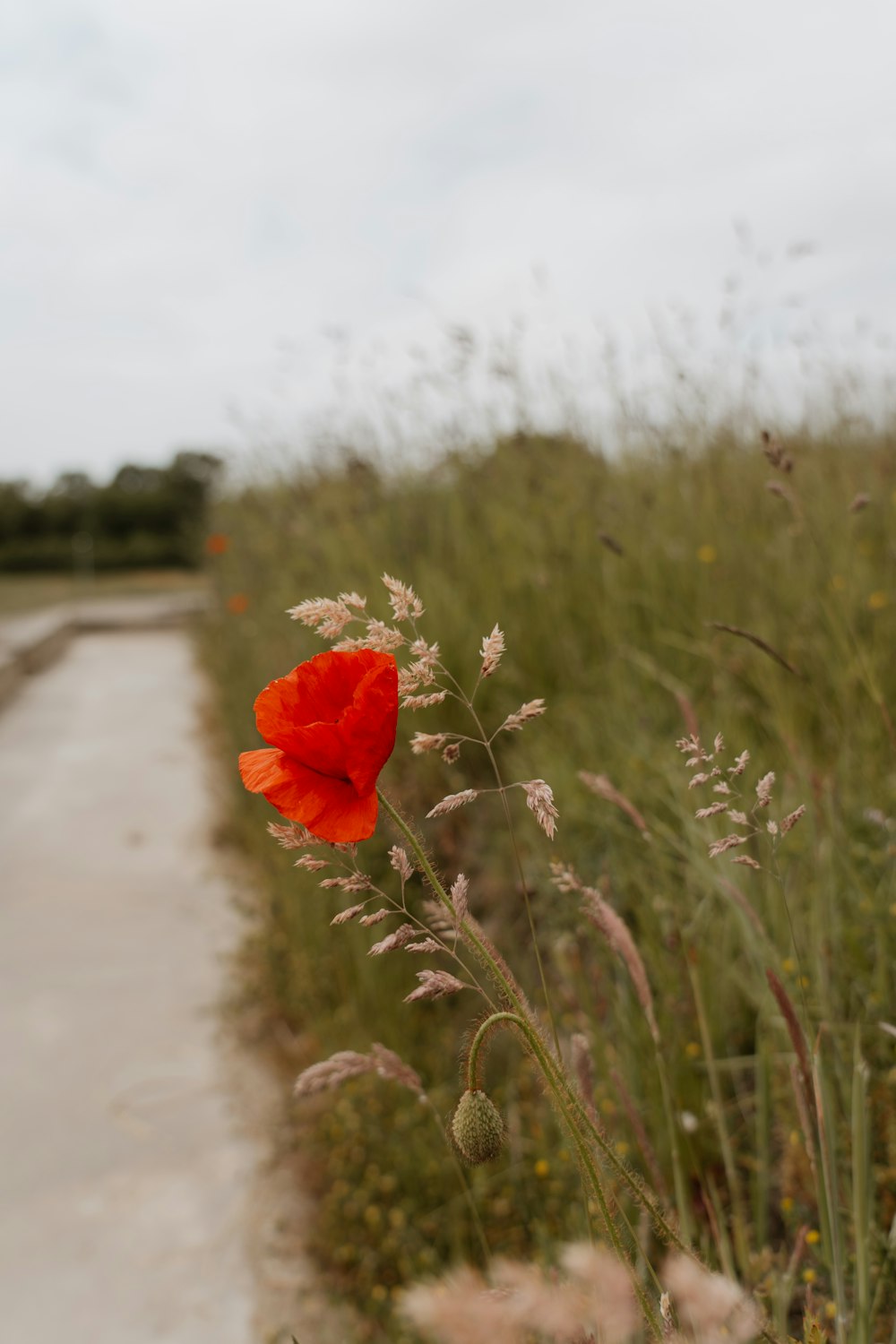 a red flower in the middle of a field