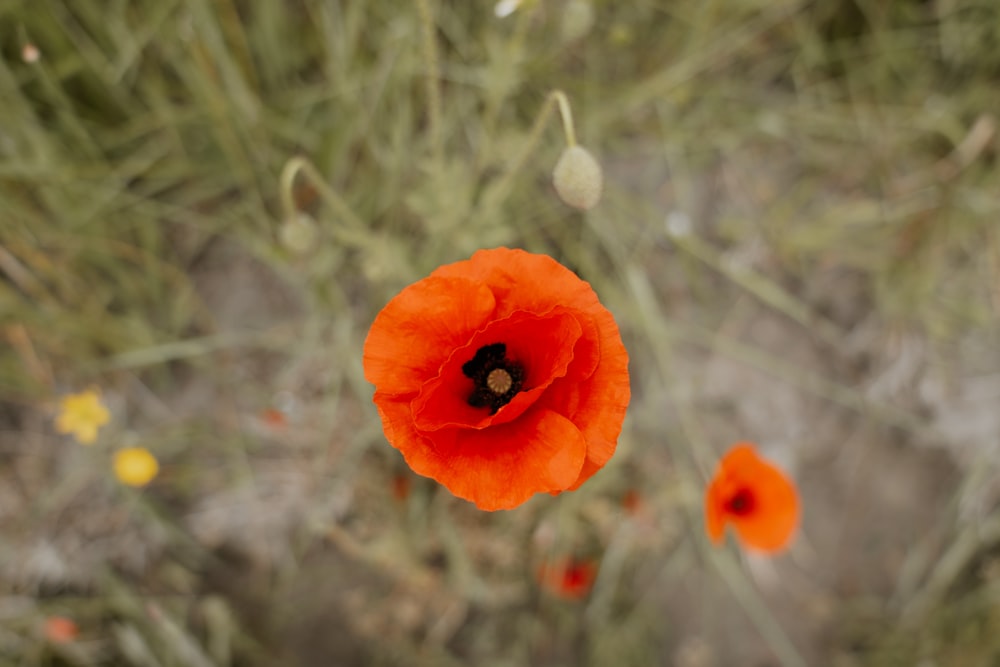 an orange flower is in the middle of a field