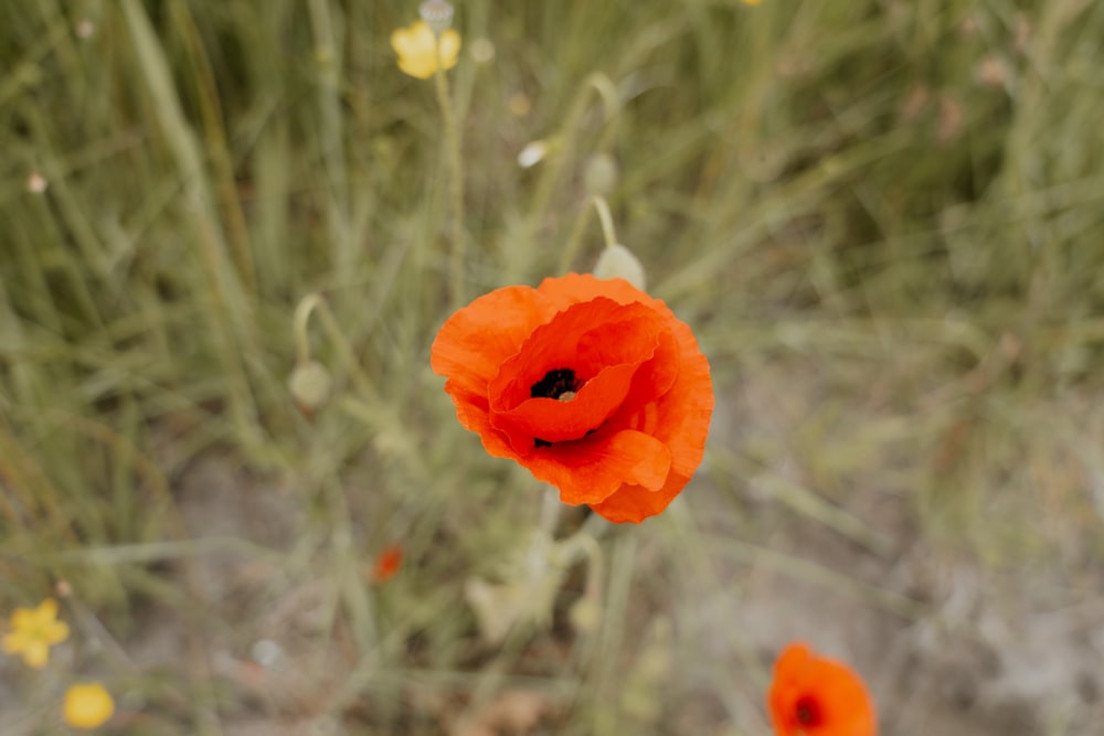 eine orangefarbene Blume in der Mitte eines Feldes