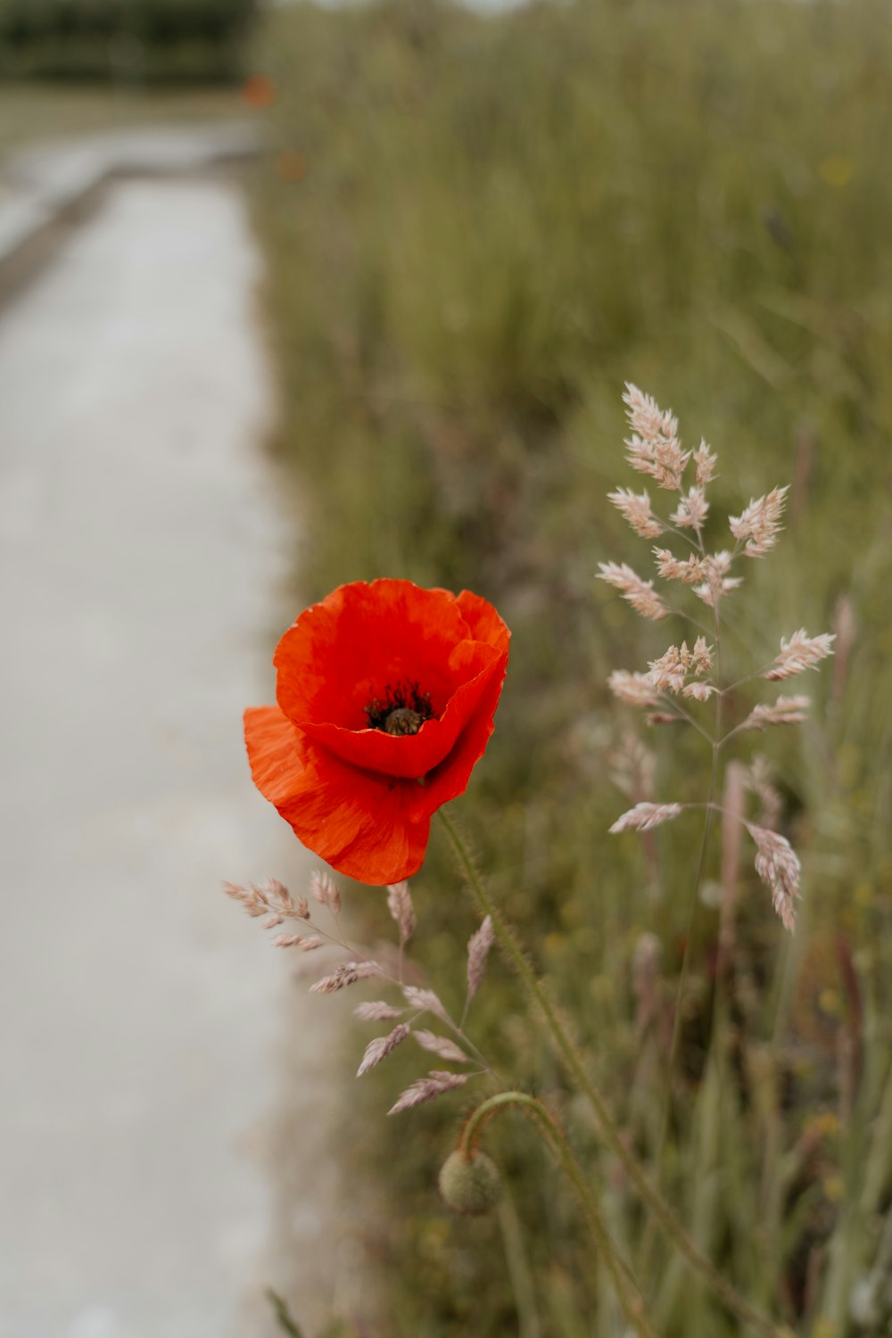 a red flower is in the middle of a field