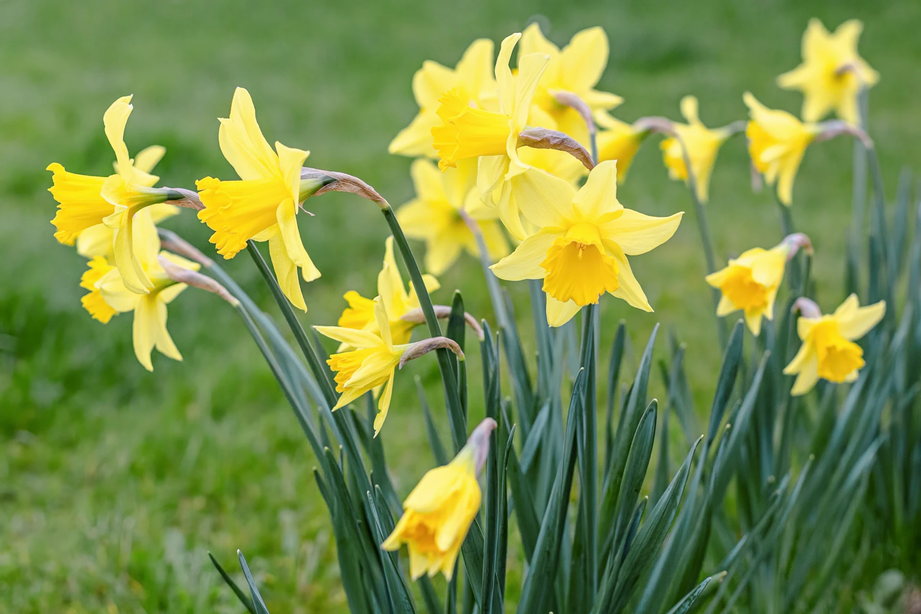 A clump of yellow trumpet daffodils flowering in a lawn