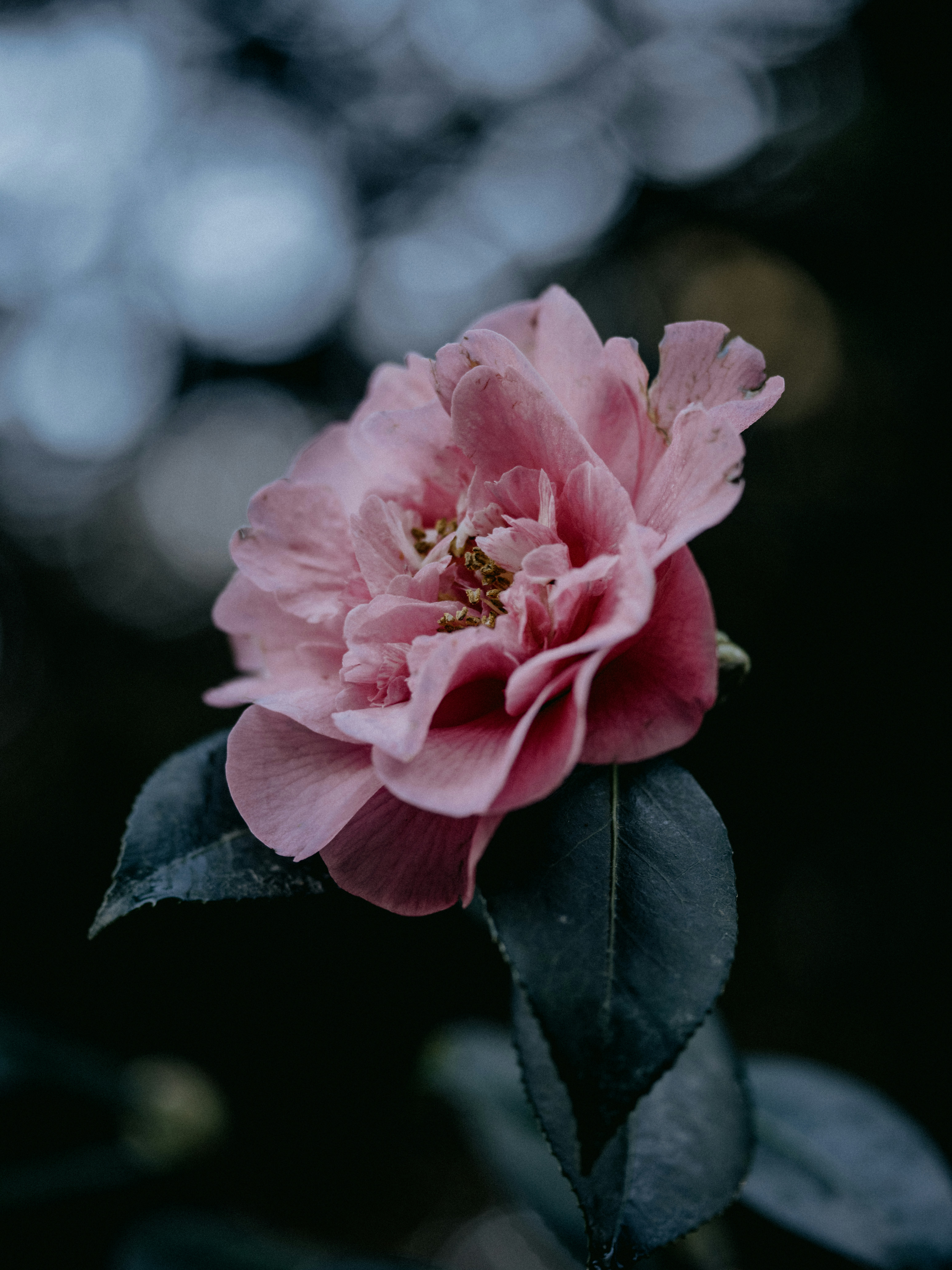 Photo by anniespratt