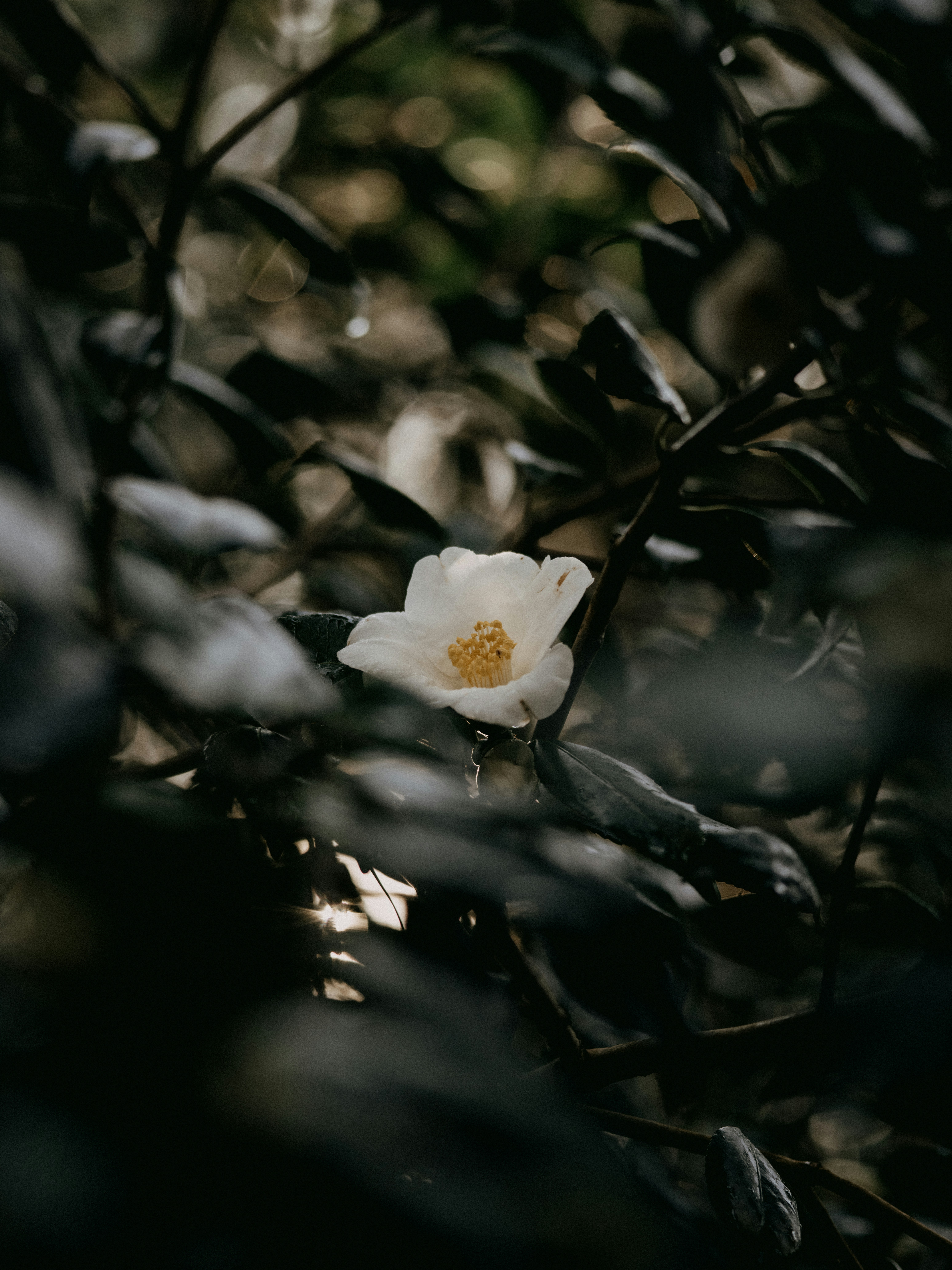 Photo by anniespratt