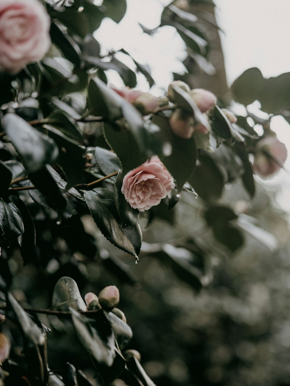 a pink flower is growing on a tree