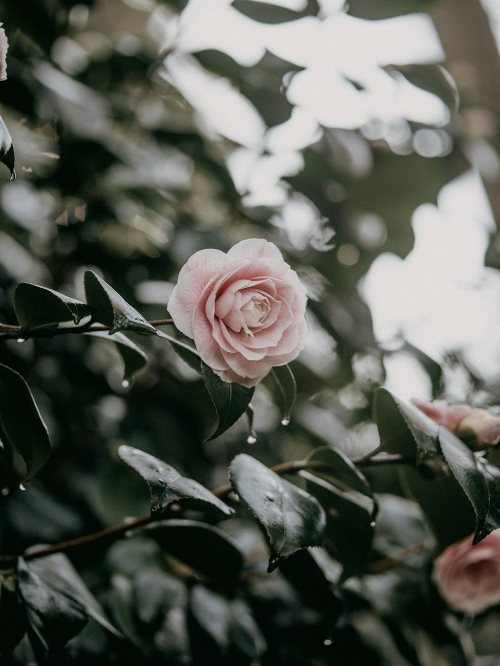 a pink rose is blooming on a tree branch