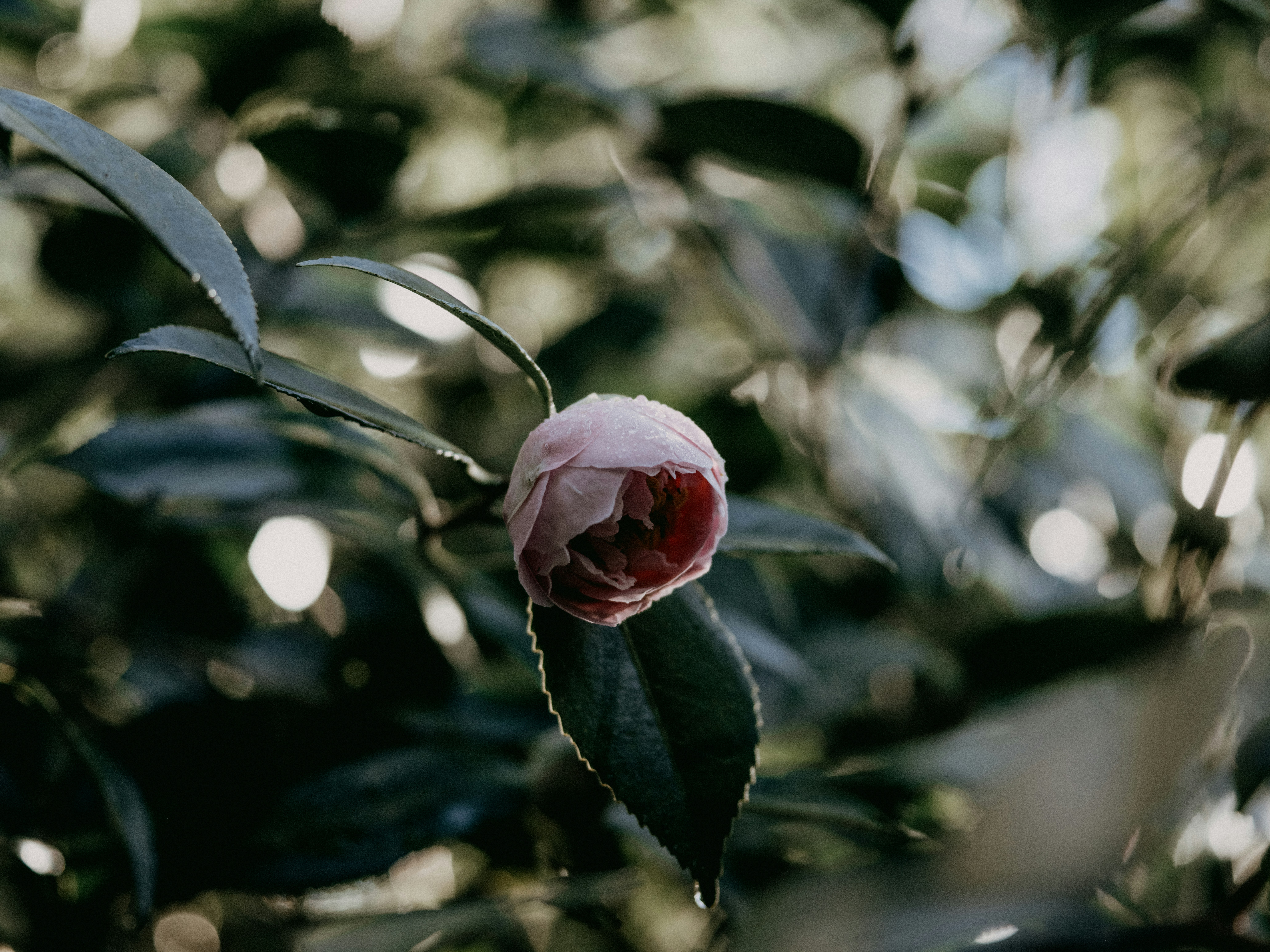 Photo by anniespratt