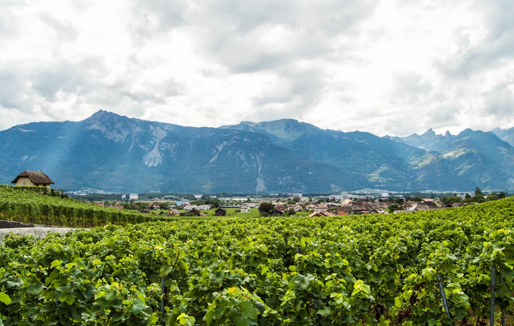 a lush green vineyard with mountains in the background