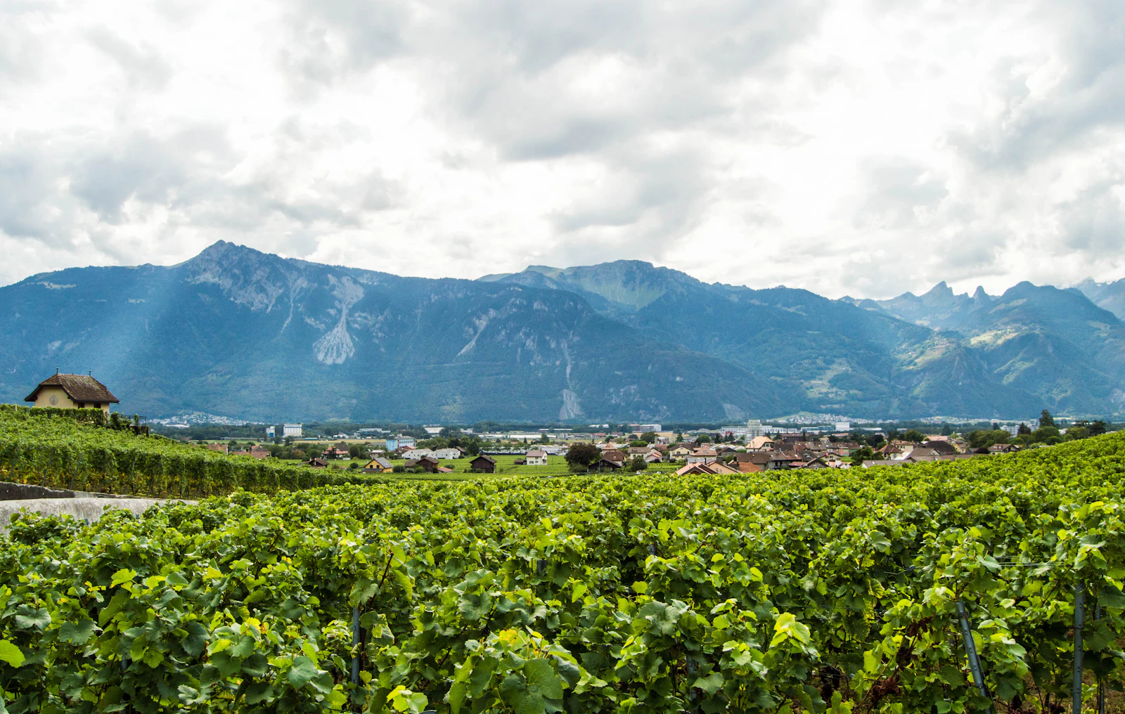Vignoble au pied de hautes montagnes en Suisse (image d'illustration)