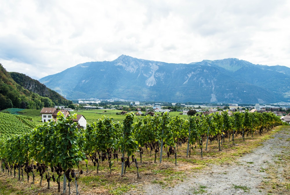 a vineyard with mountains in the background