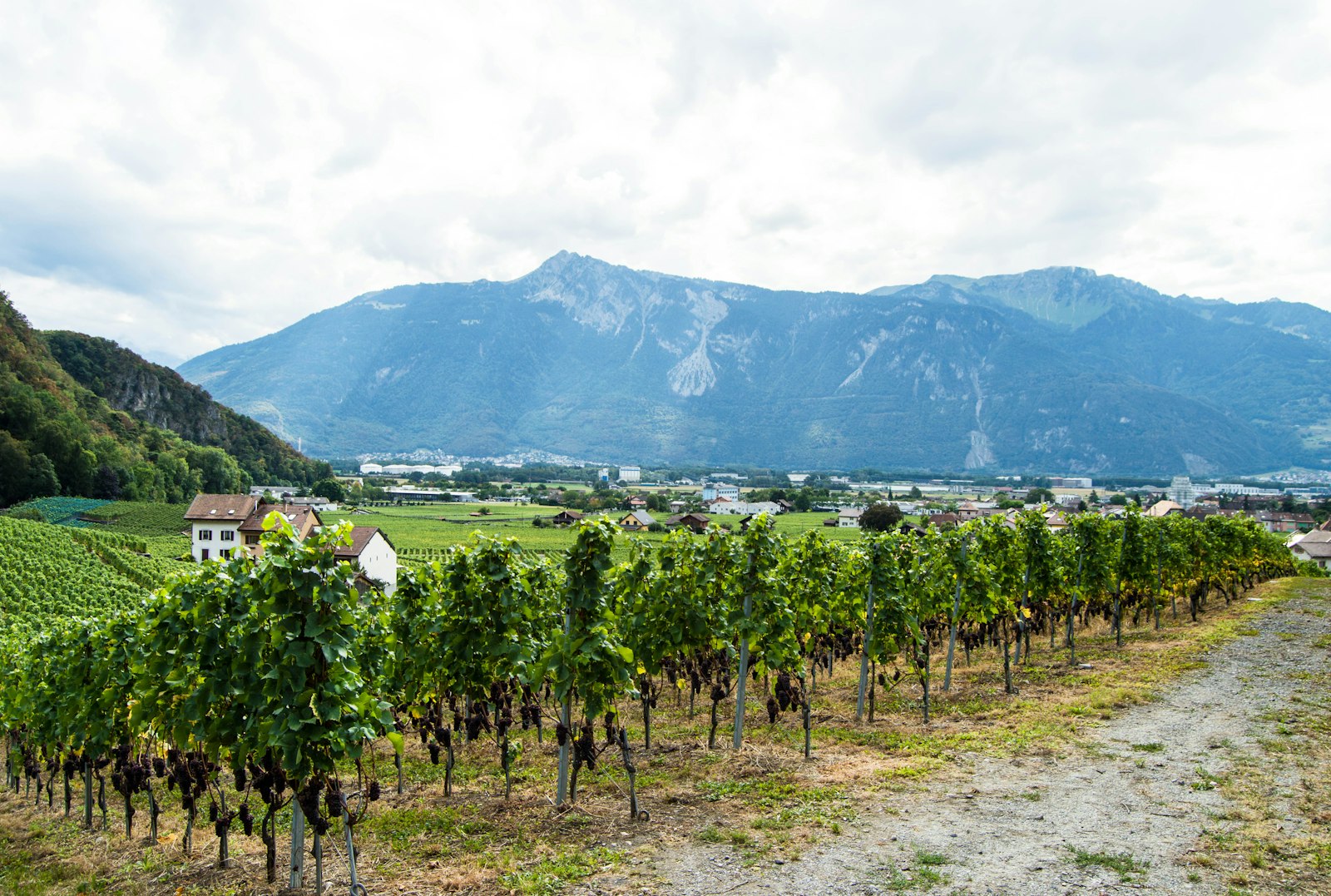 Vignoble en coteaux avec les montagnes du Valais en arrière-plan