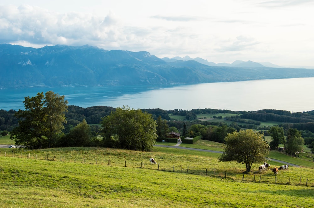 a herd of sheep grazing on a lush green hillside