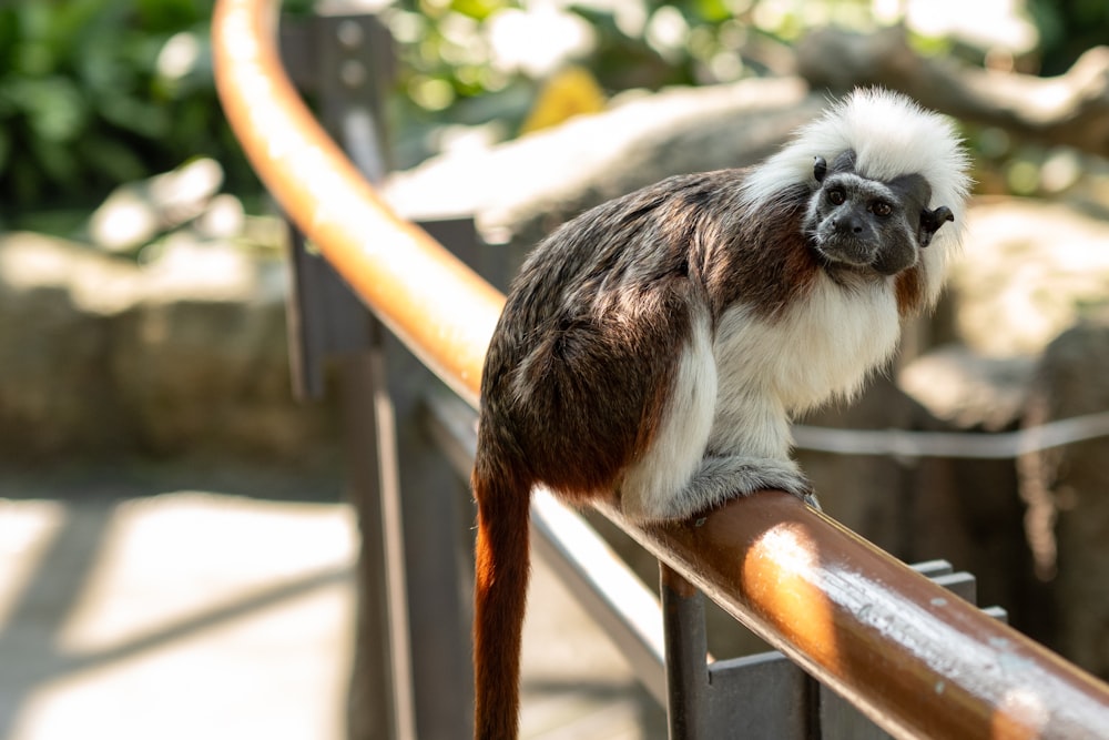 a monkey sitting on a rail in a zoo