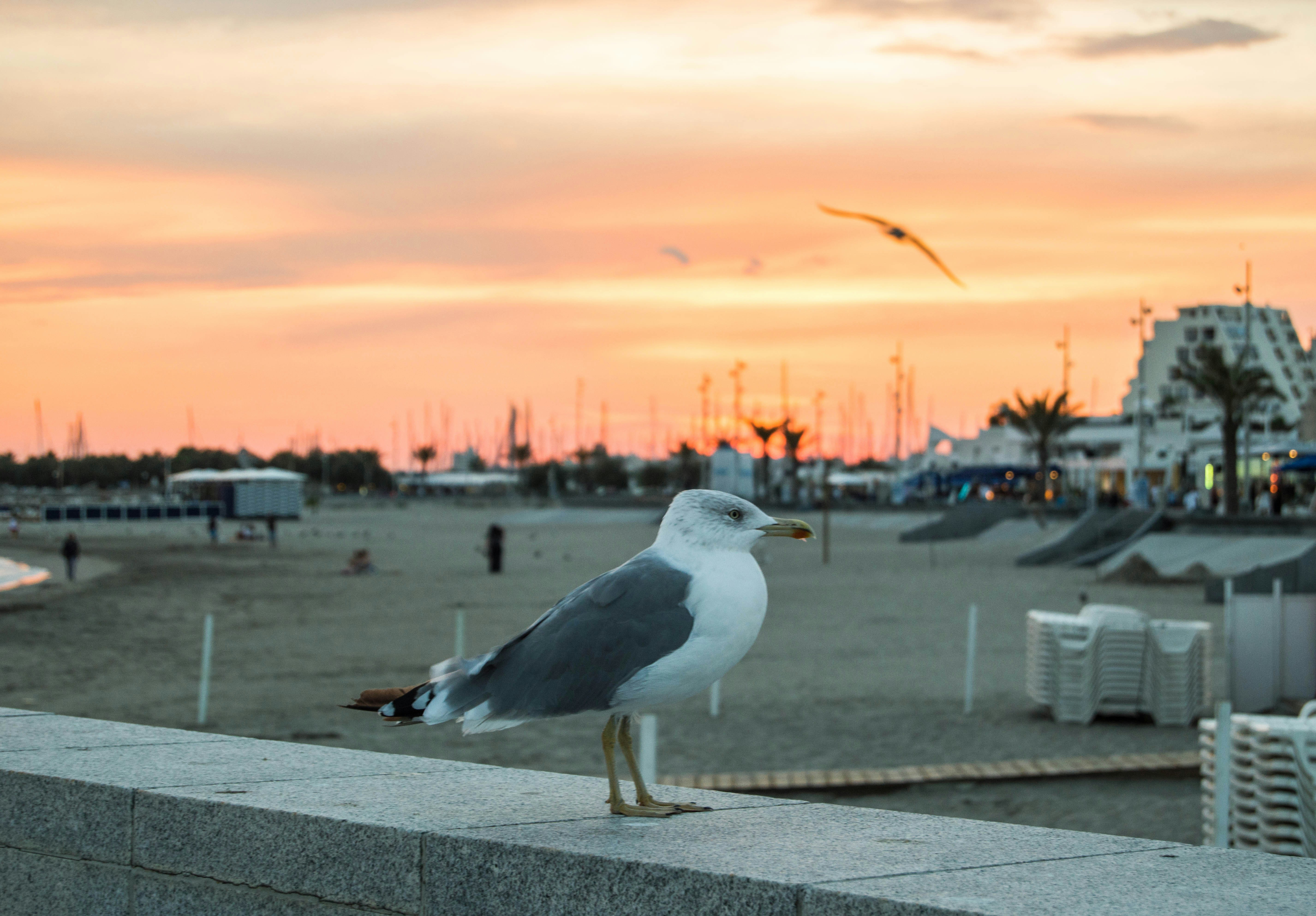 a seagull is standing on a ledge at the beach