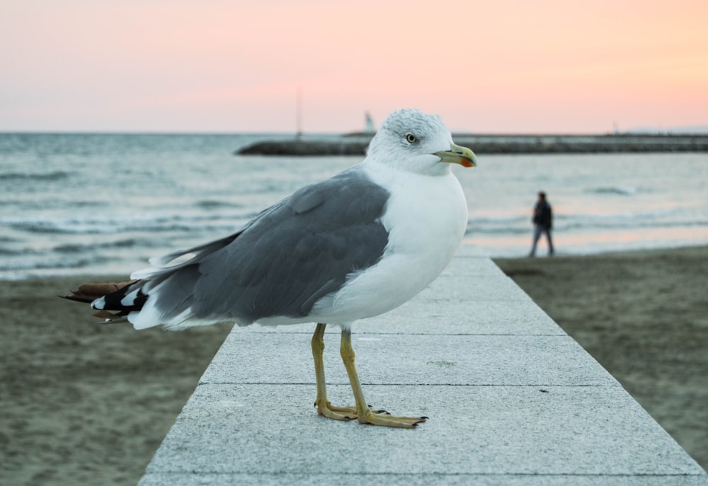a seagull standing on a concrete ledge near the ocean