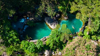 an aerial view of a pool surrounded by trees
