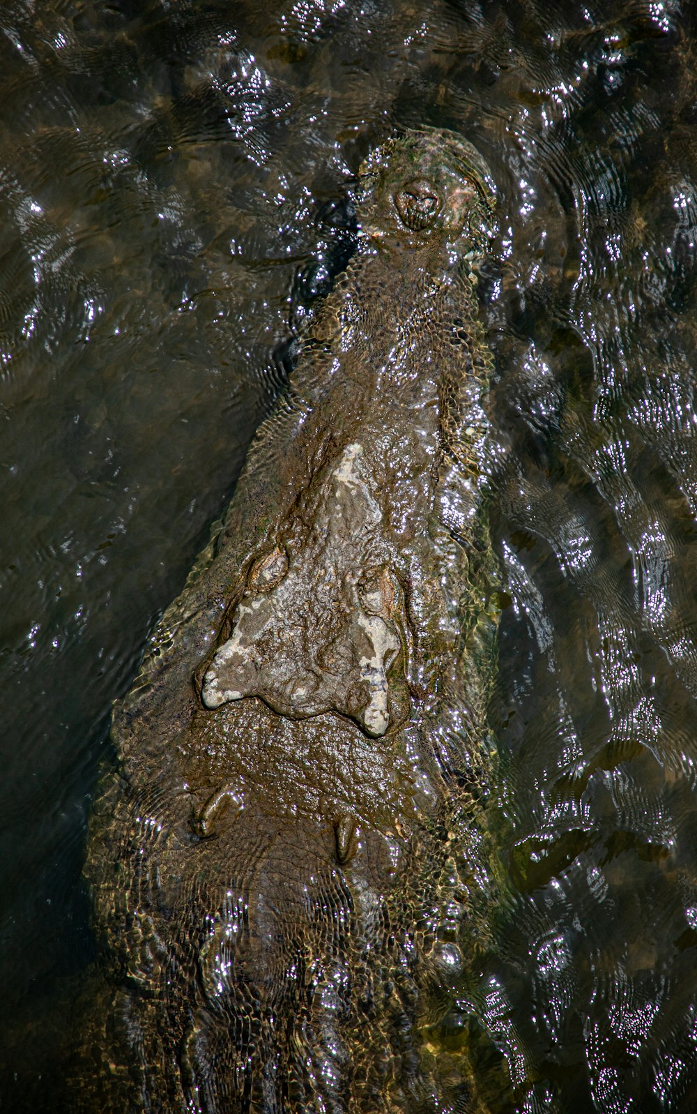 a large alligator is submerged in the water