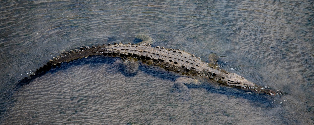 un gran caimán nadando en un cuerpo de agua