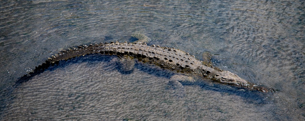 a large alligator swimming in a body of water