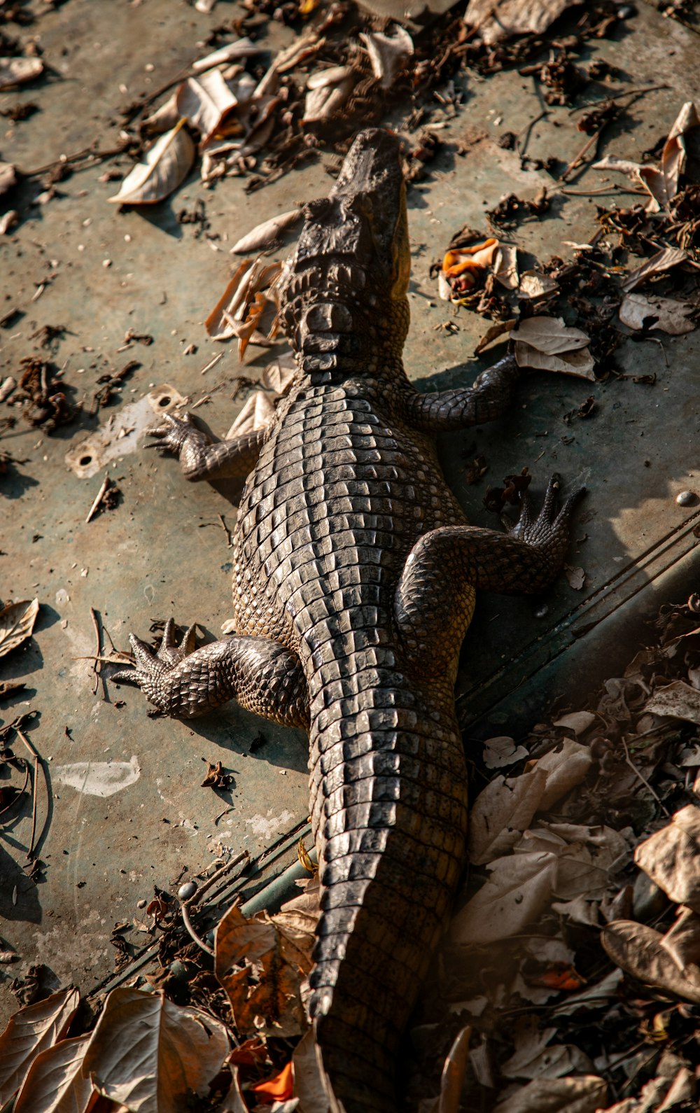 a small alligator is laying on the ground