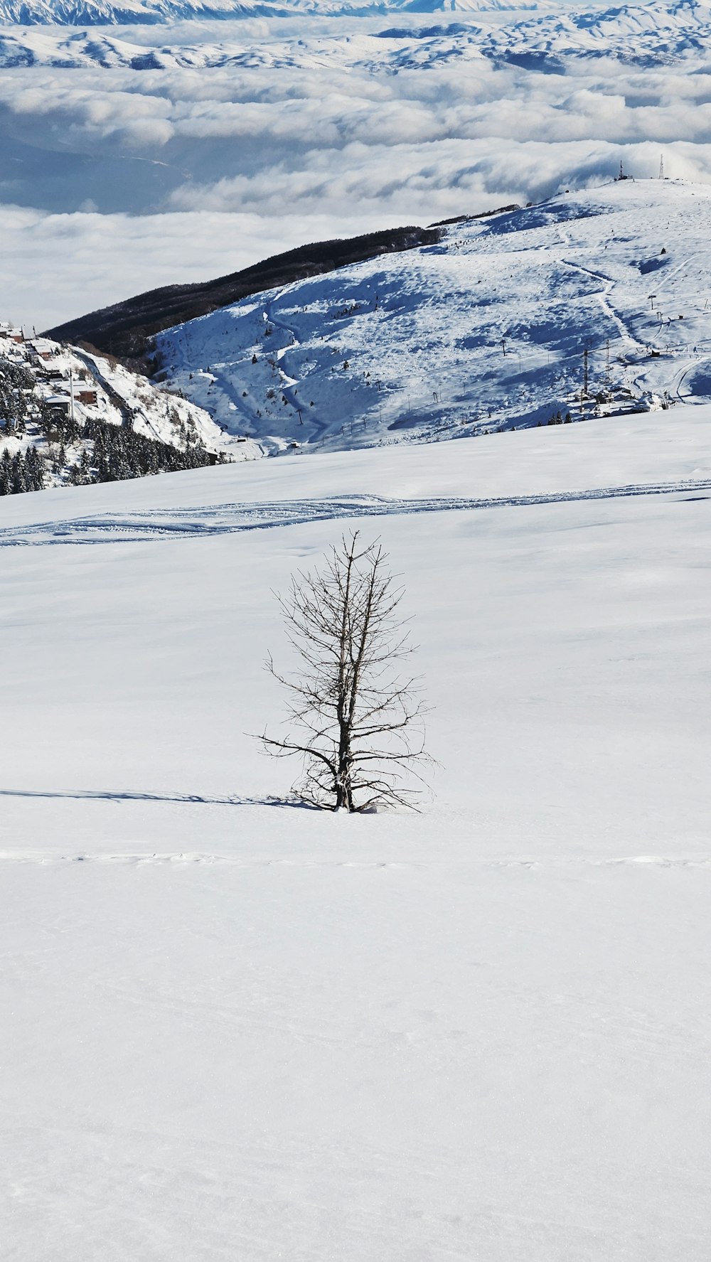 a lone tree in the middle of a snowy field