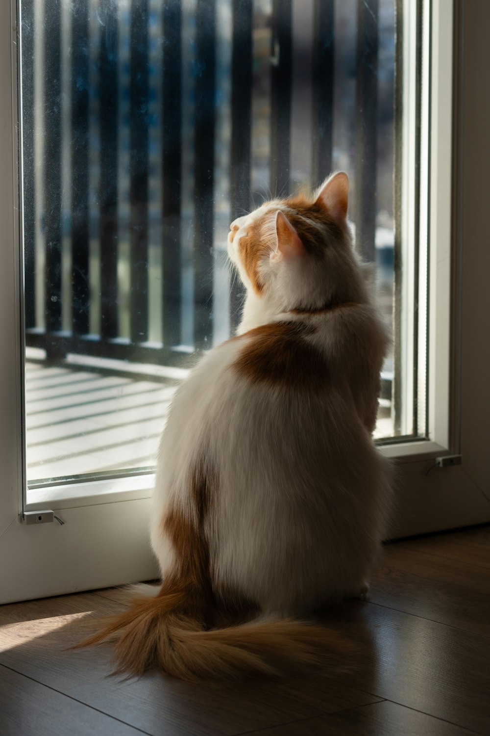 a cat sitting in front of a sliding glass door