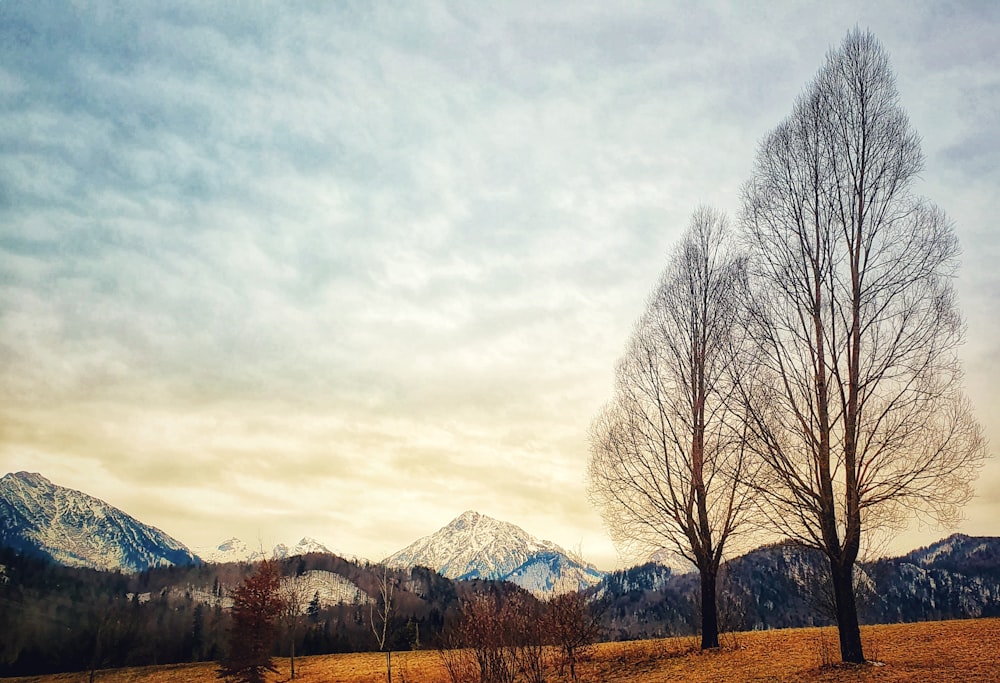 two trees in a field with mountains in the background