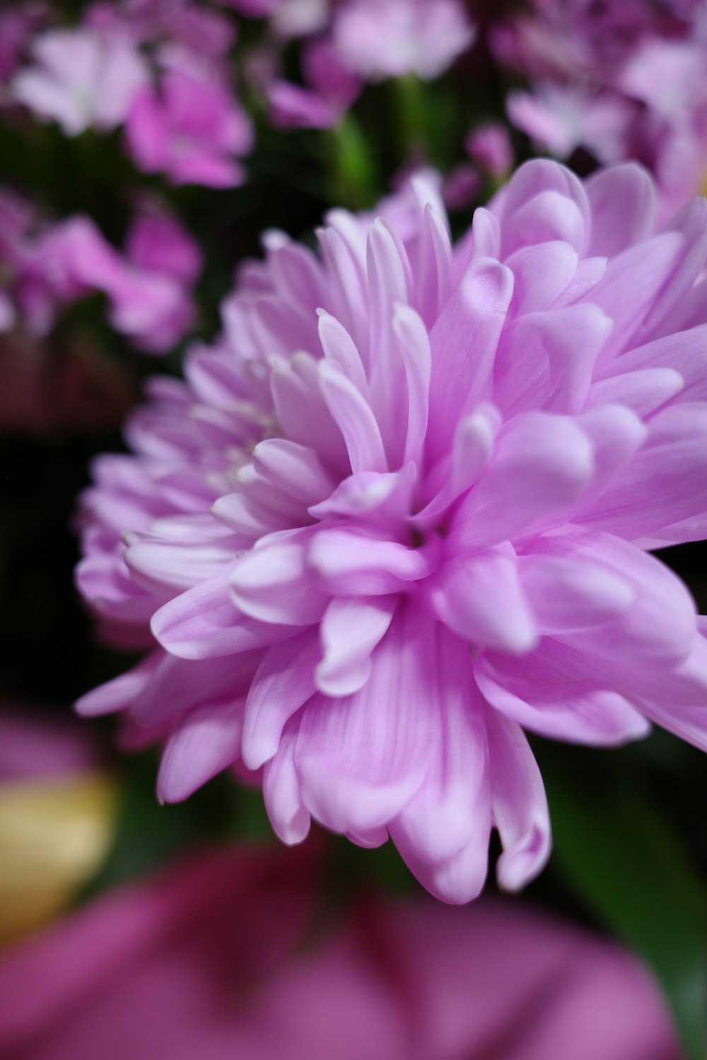 a close up of a pink flower in a vase