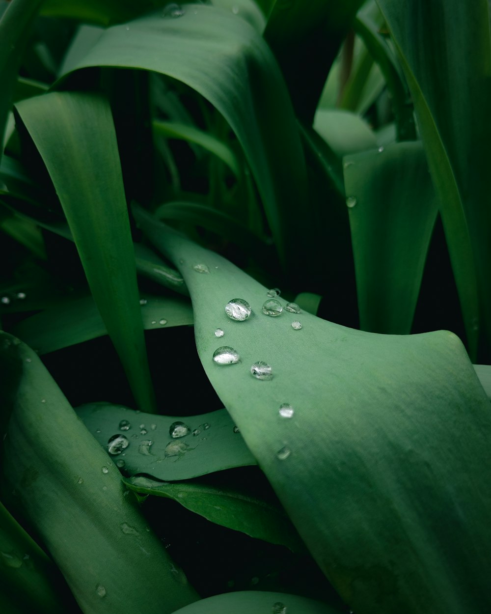 a green plant with water droplets on it