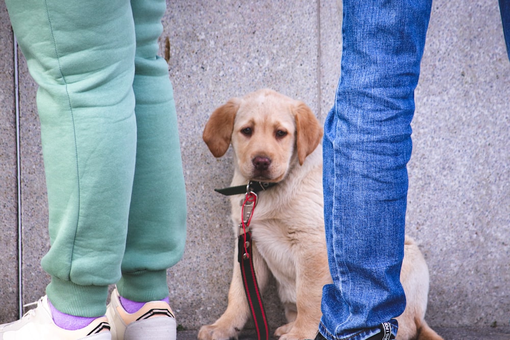 a dog sitting on a leash next to a person's legs