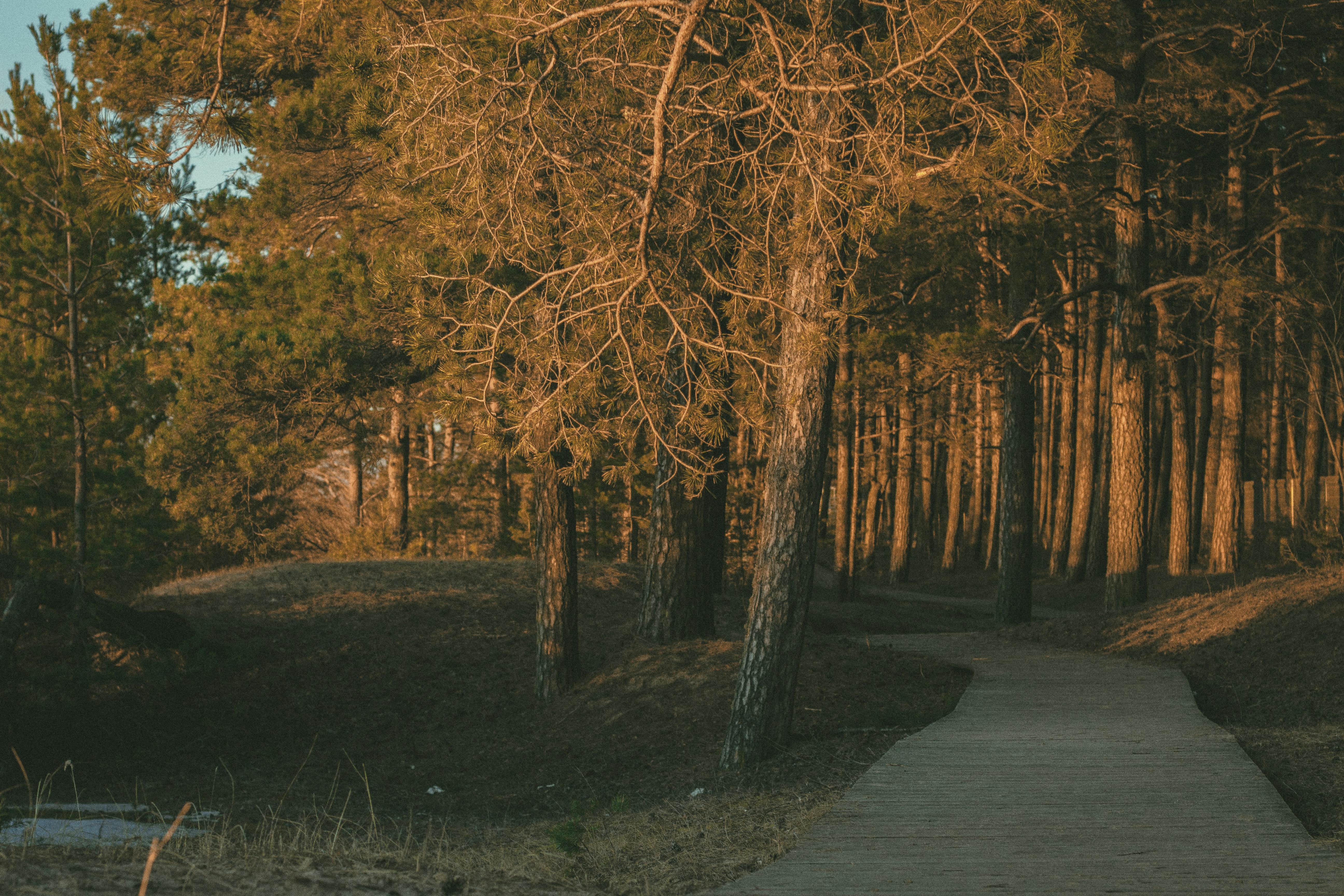 Photo by maximyuryshev