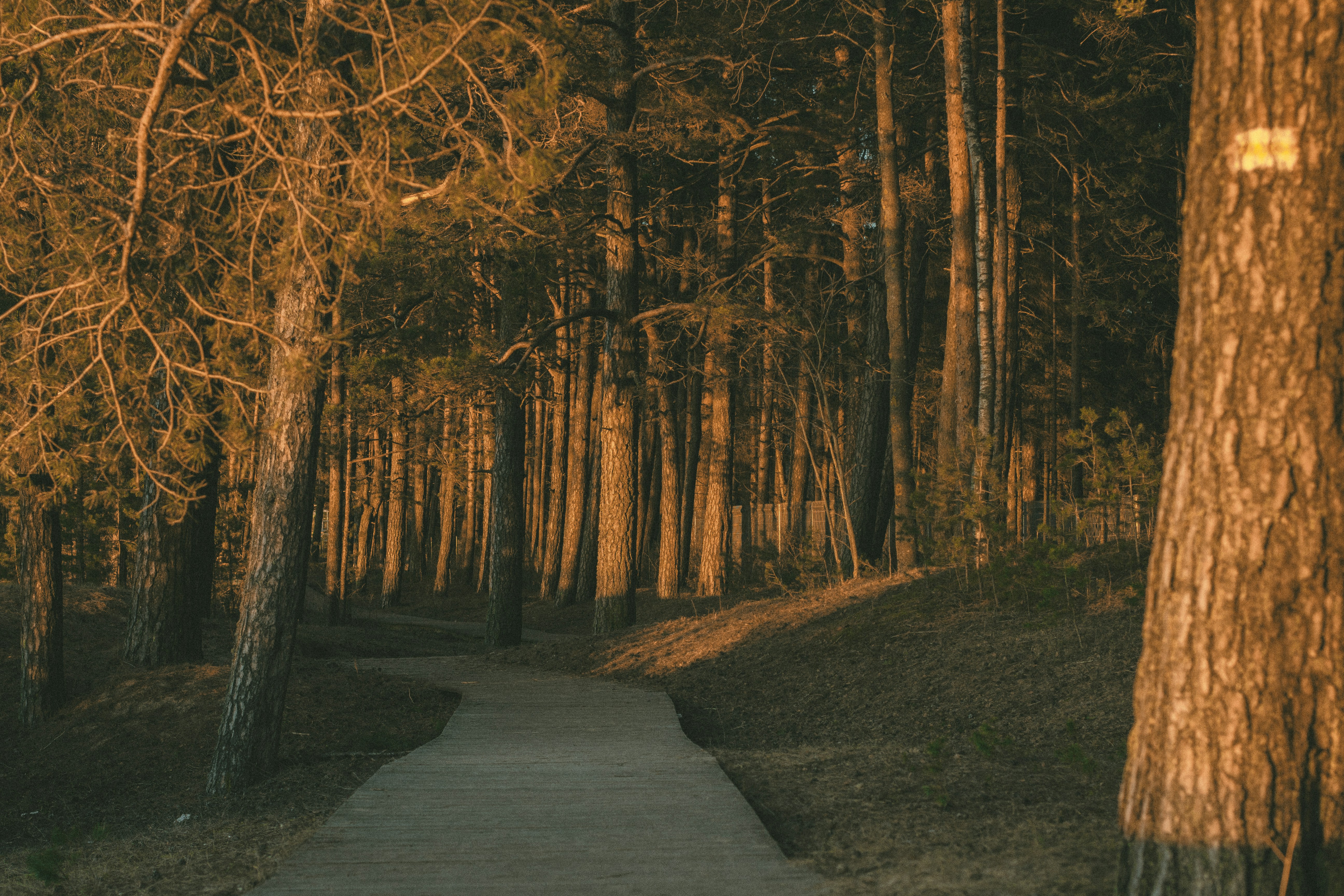 a path in the woods leading to a forest