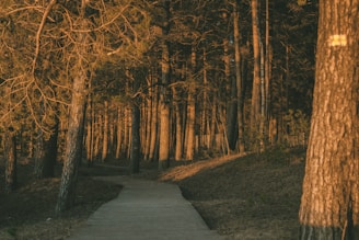 a path in the woods leading to a forest