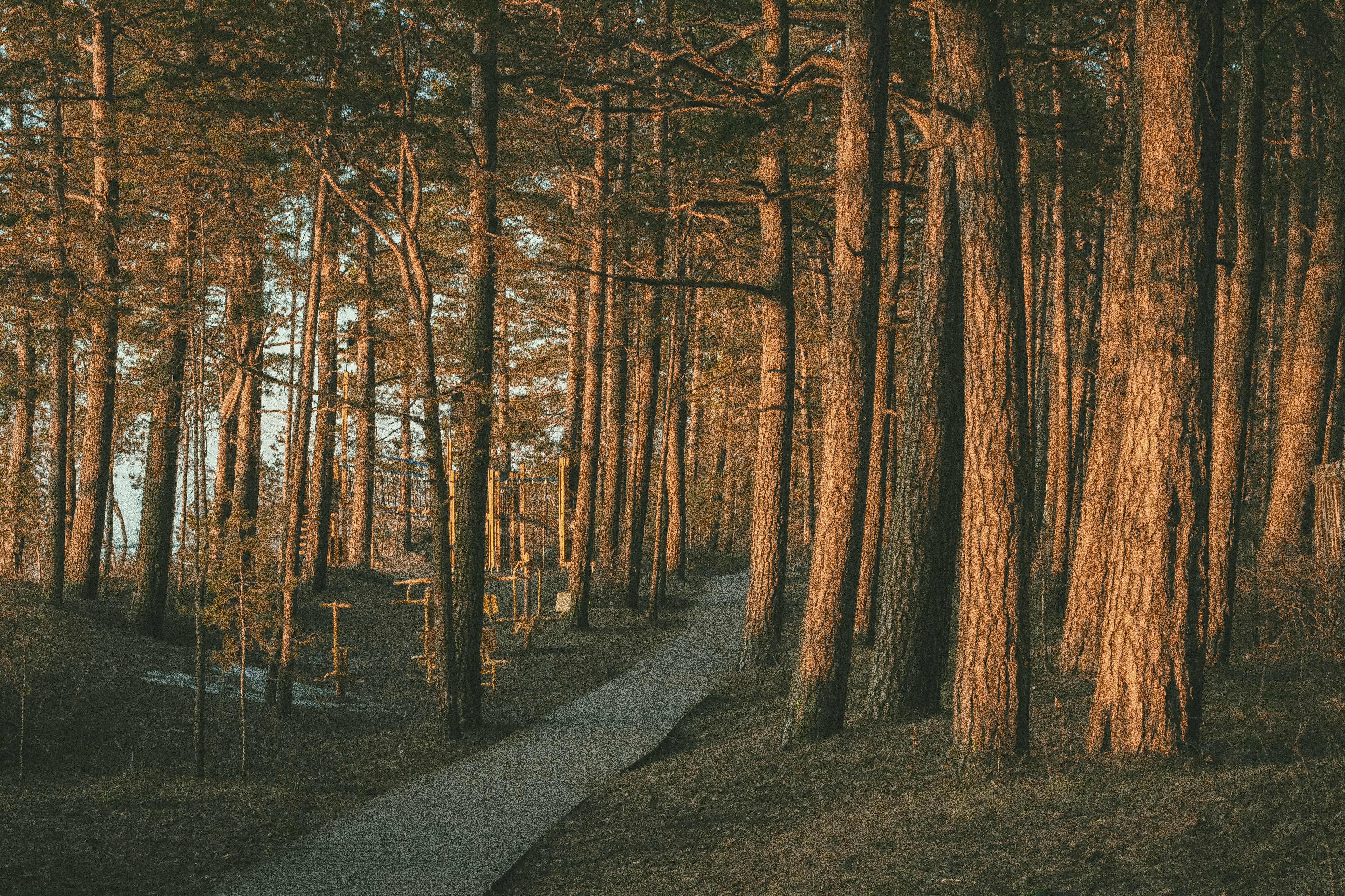 a path in the middle of a forest surrounded by tall trees