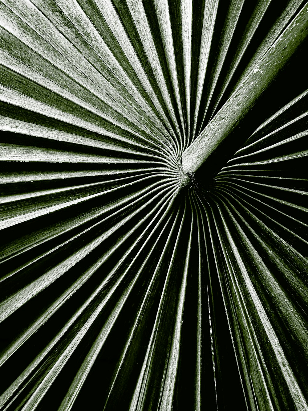 a black and white photo of a palm leaf