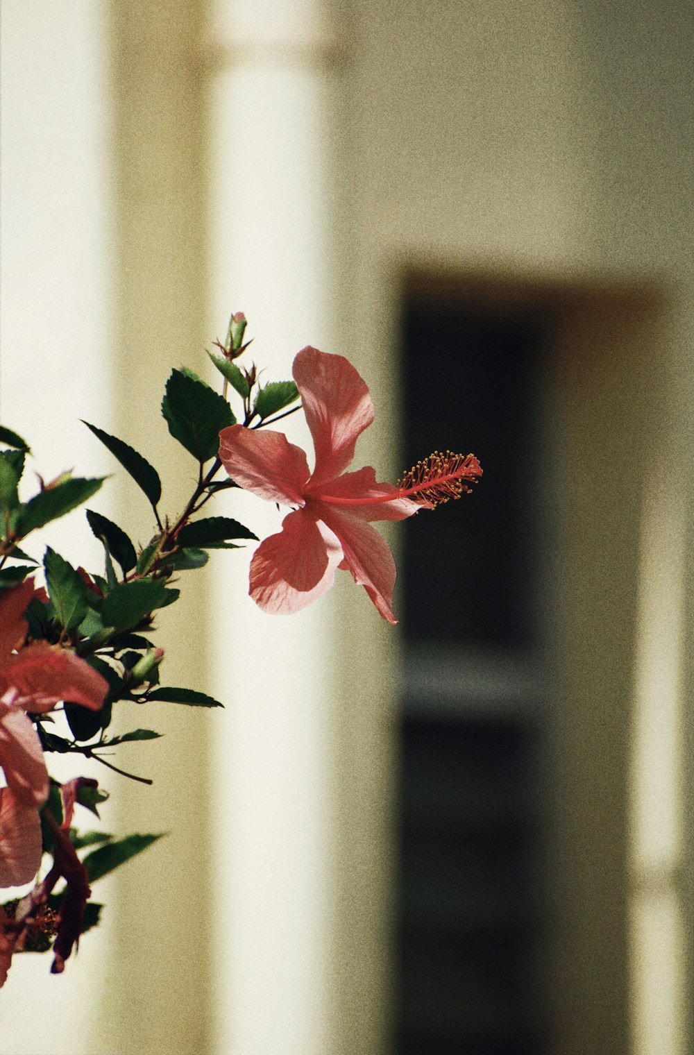 a vase filled with pink flowers on top of a table