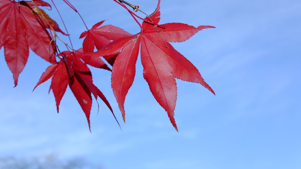 a close up of a red leaf on a tree