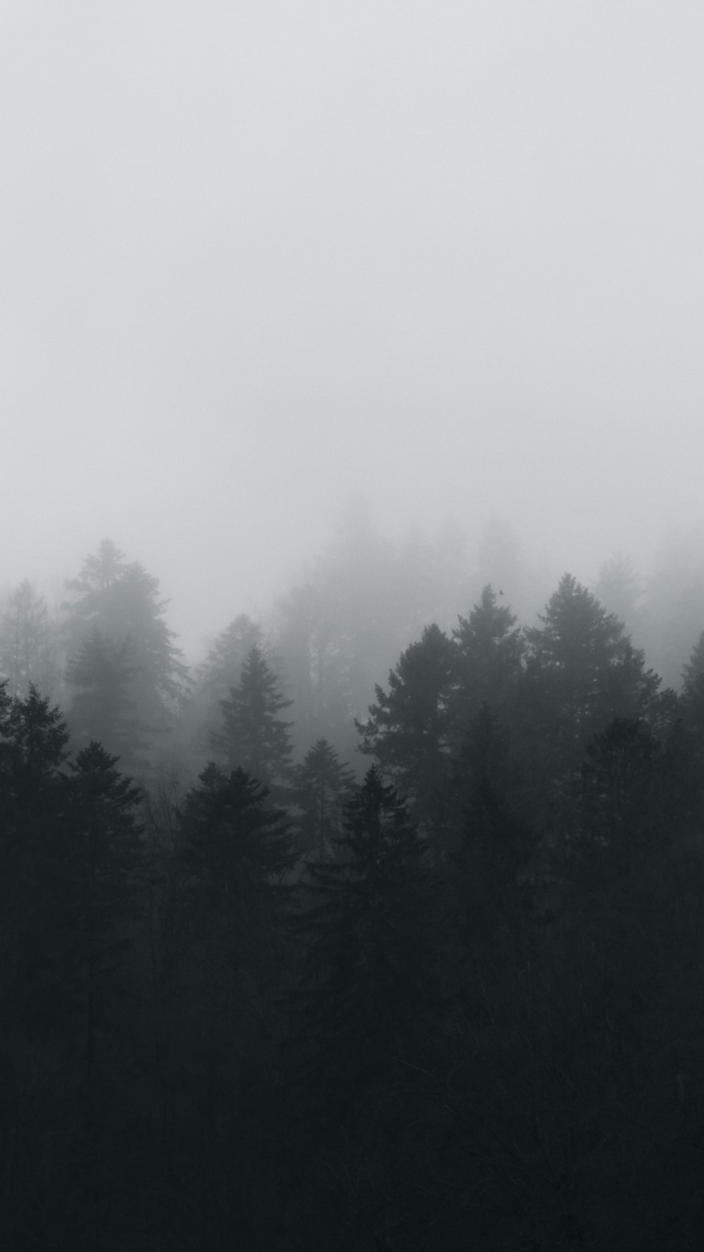 a black and white photo of a foggy forest