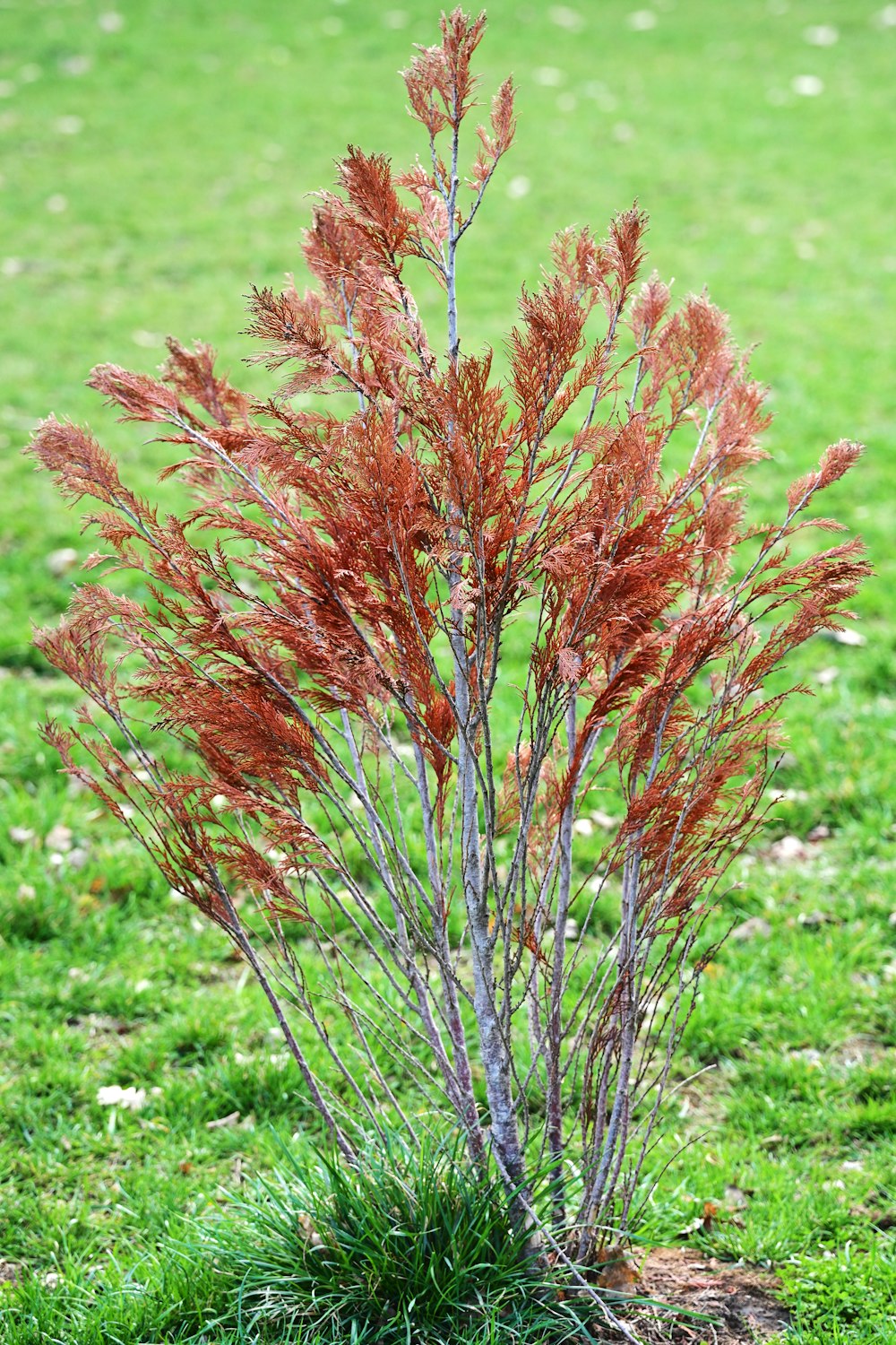 a small tree with red leaves in a field