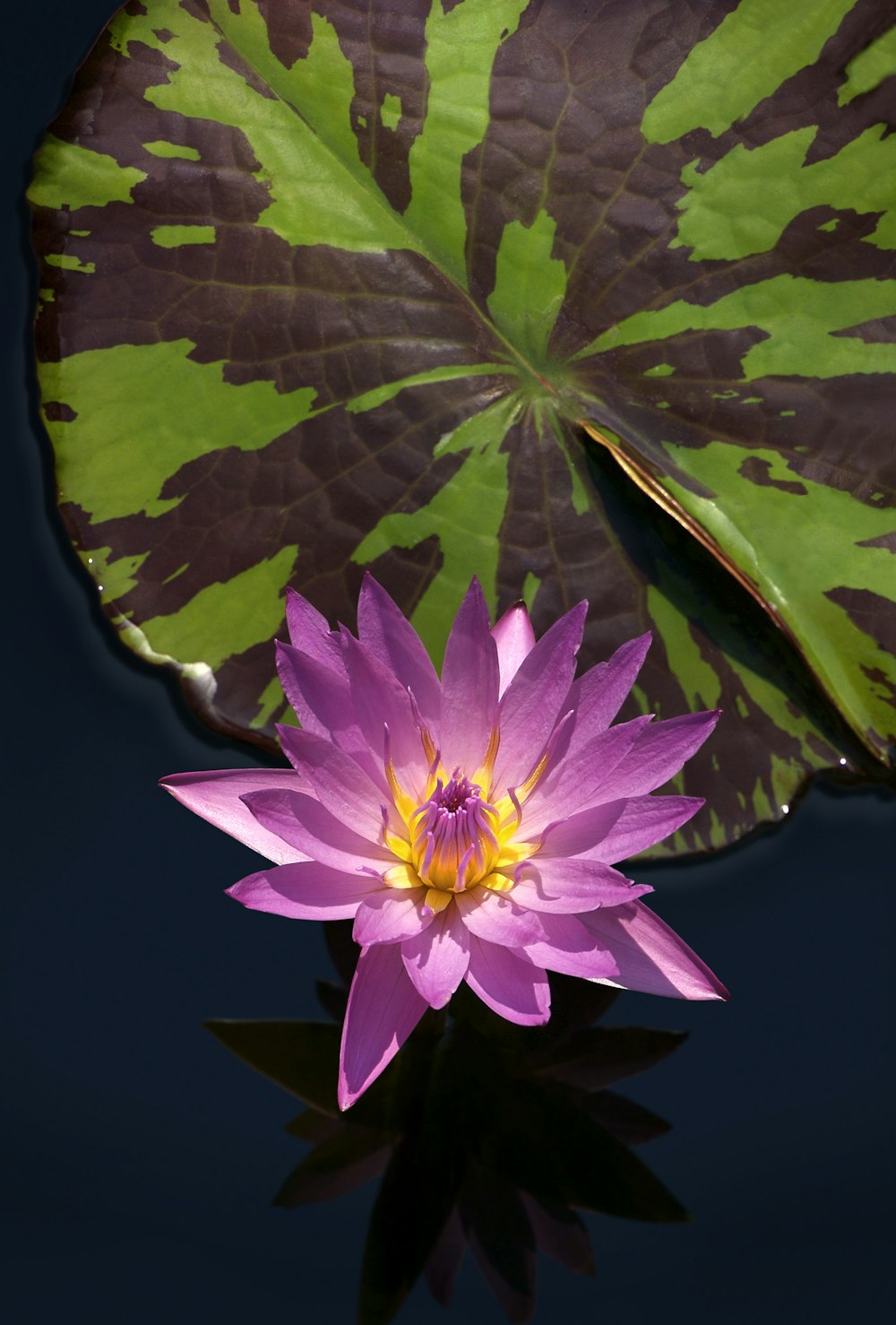 a purple water lily floating on top of a green leaf