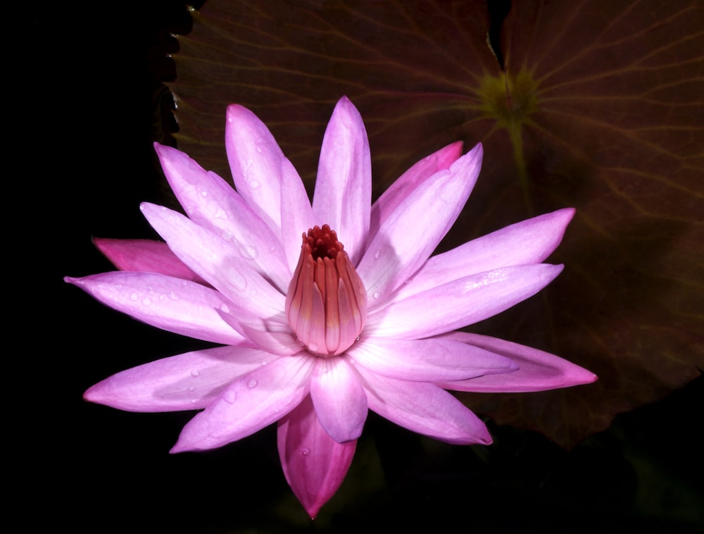 a pink water lily with a dark background