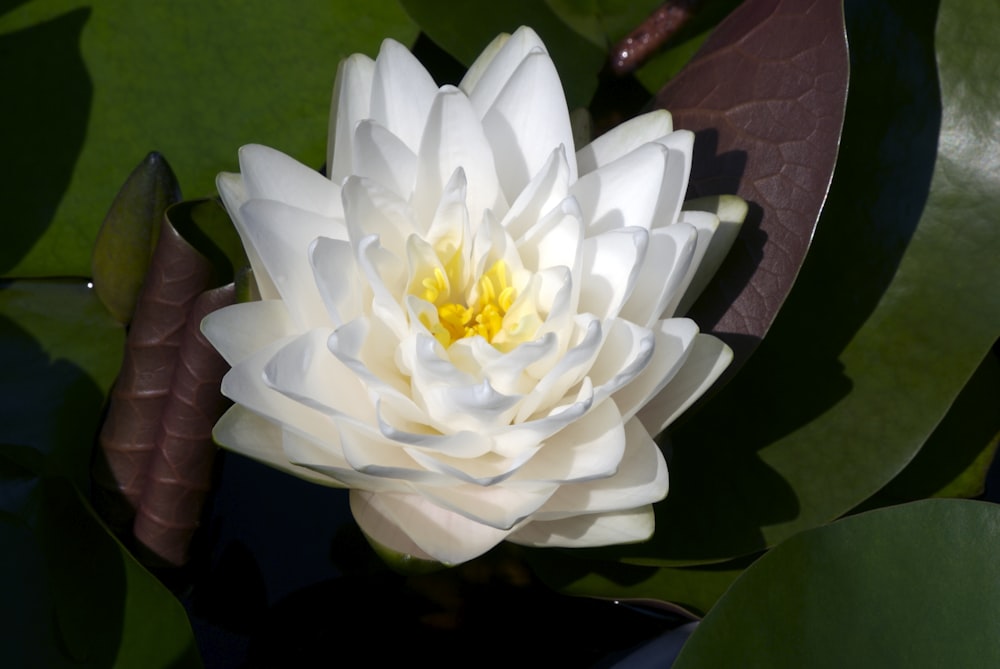 una gran flor blanca sentada encima de una hoja verde
