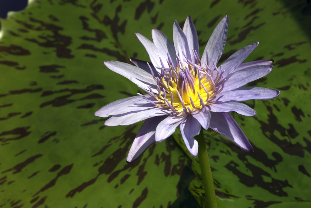 a purple flower with yellow center sitting on a green leaf