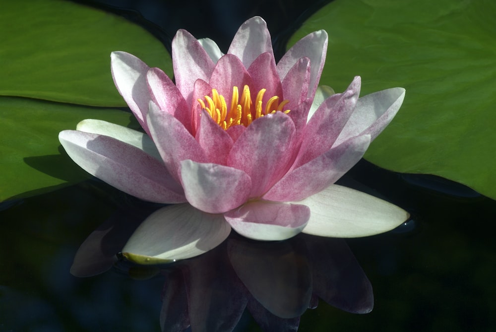 a pink and white water lily in a pond