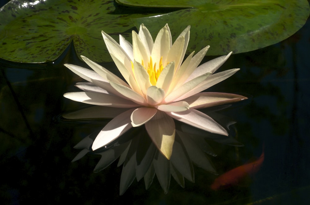 a white water lily floating on top of a pond