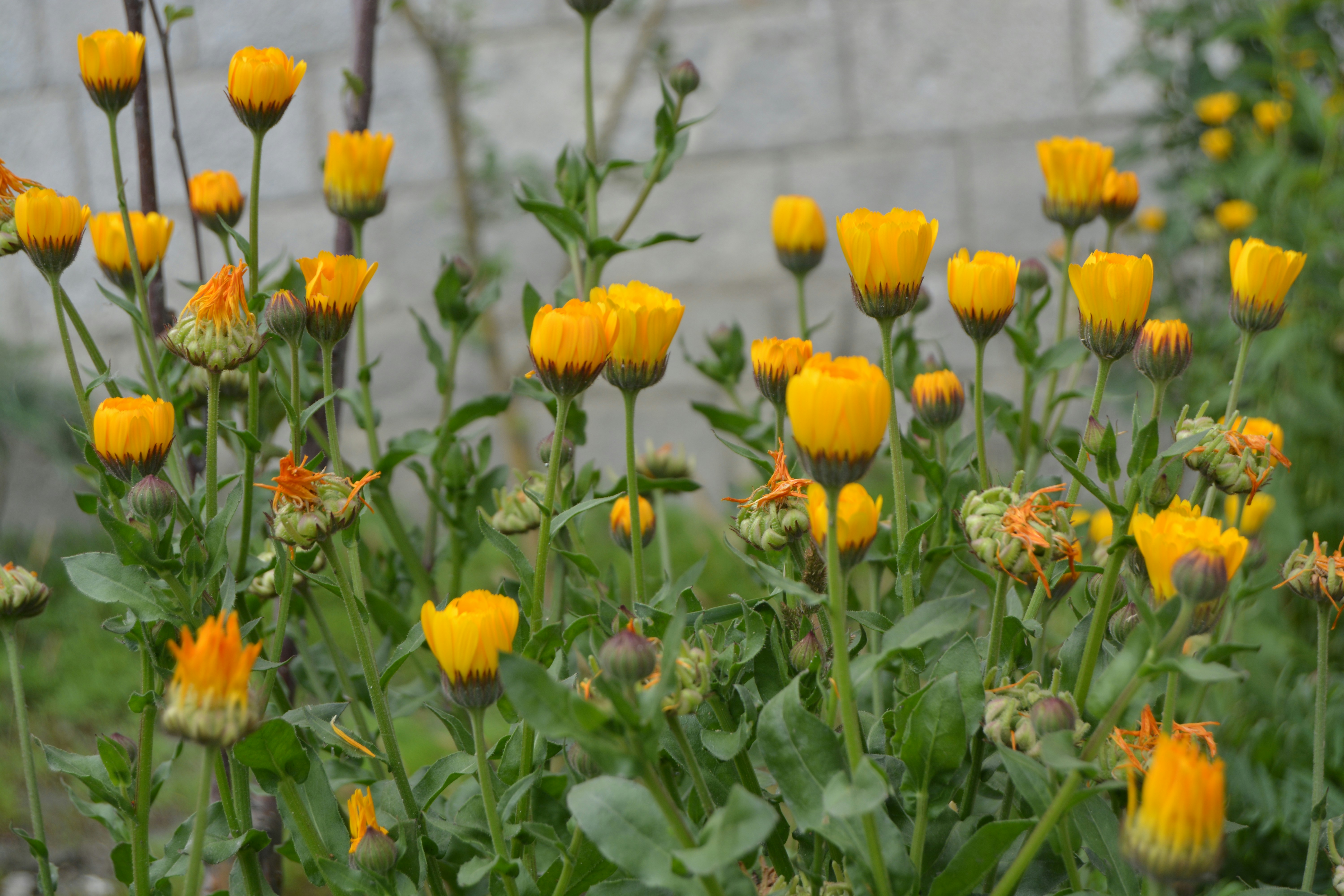un bouquet de fleurs jaunes dans un jardin